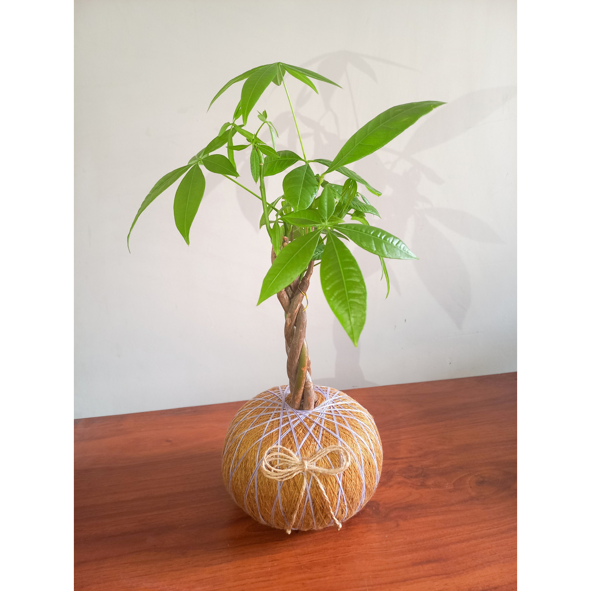 Kokedama de Pachira – Mini Árbol Tropical de Interior