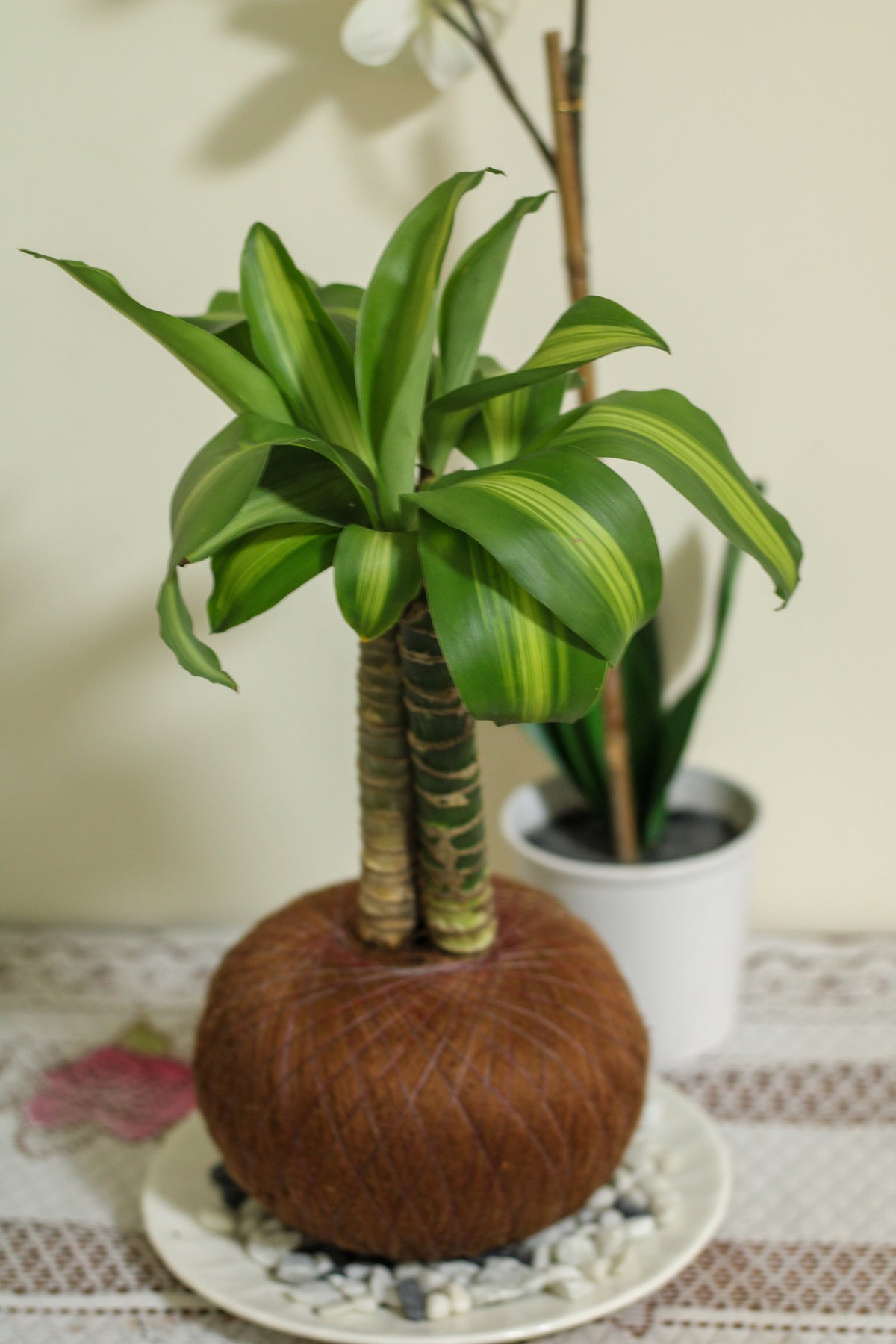 Kokedama Tronquito del Brasil
