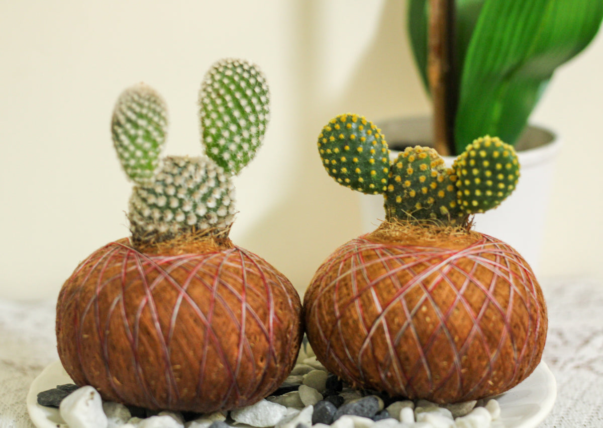 Combo Duo: Kokedama Cactus Mickey + Kokedama Suculenta