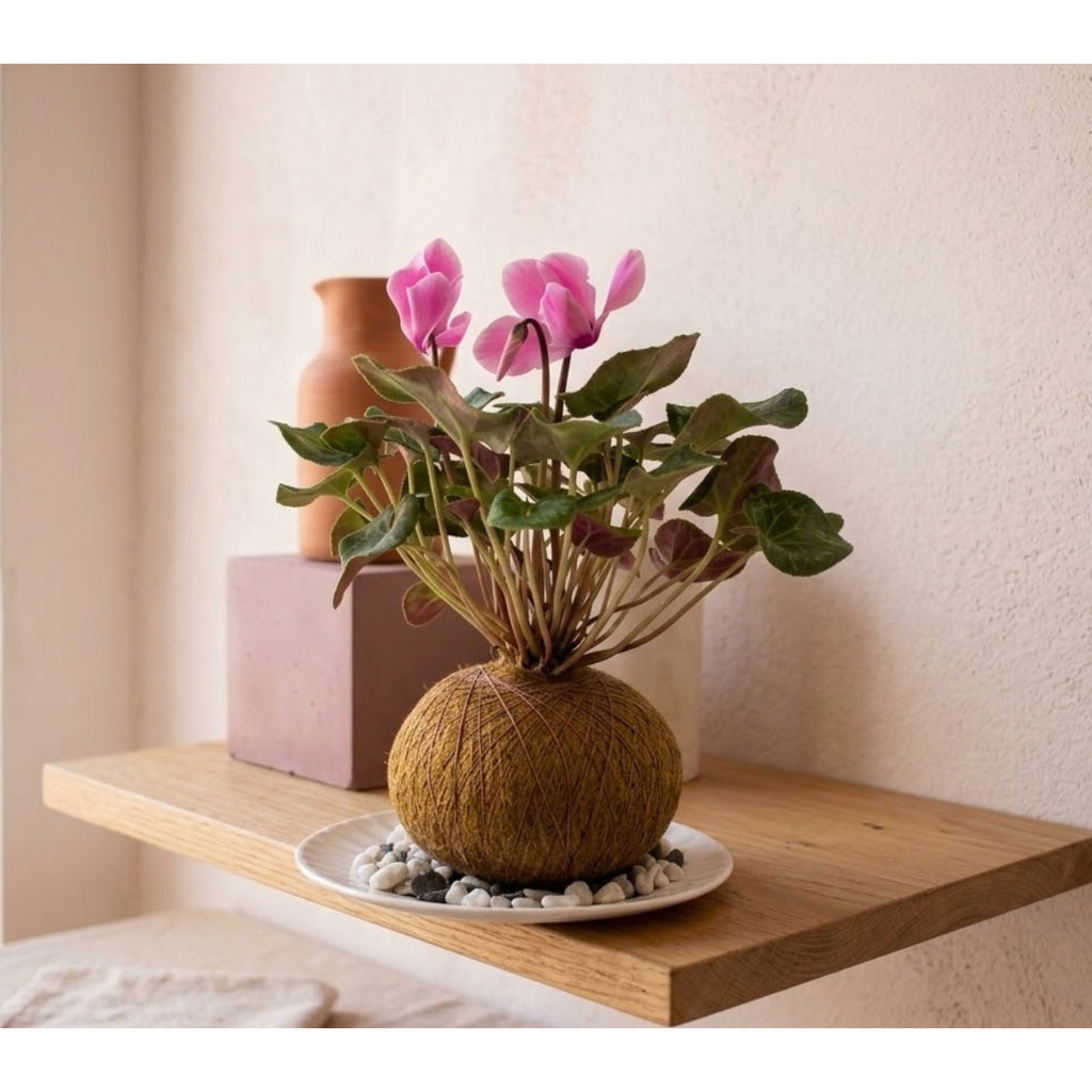 Violeta de los Alpes en Kokedama (Cyclamen persicum)
