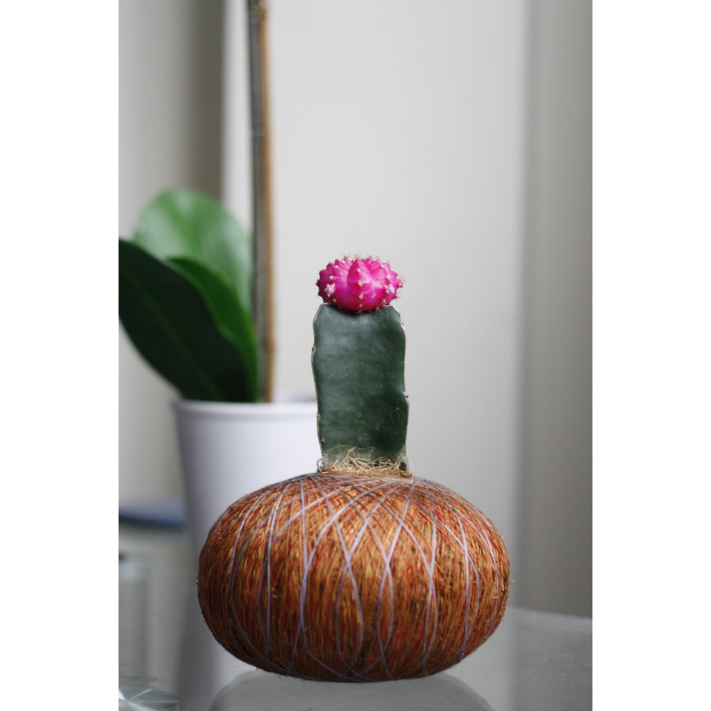 Kokedama de Cactus Coreano – Diseño artesanal