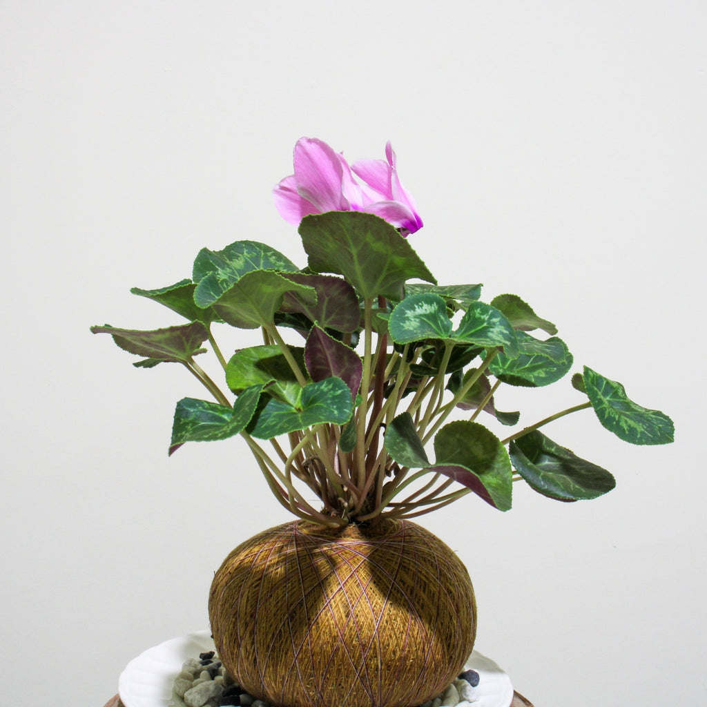Violeta de los Alpes en Kokedama (Cyclamen persicum)
