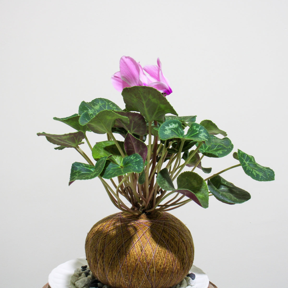 Violeta de los Alpes en Kokedama (Cyclamen persicum)