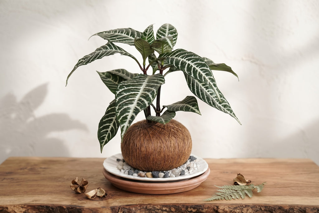 Kokedama Aphelandra - Planta Cebra (Arte Botánico Vivo)