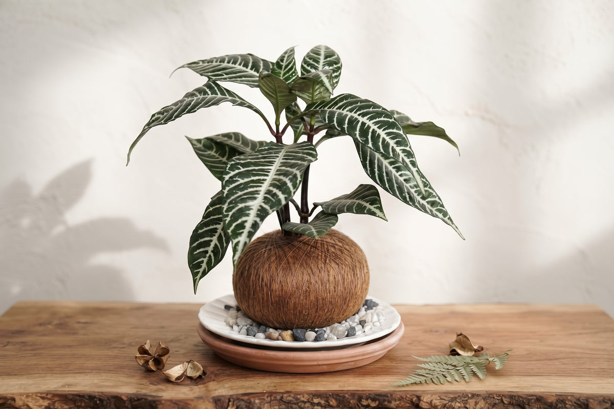 Kokedama Aphelandra - Planta Cebra (Arte Botánico Vivo)