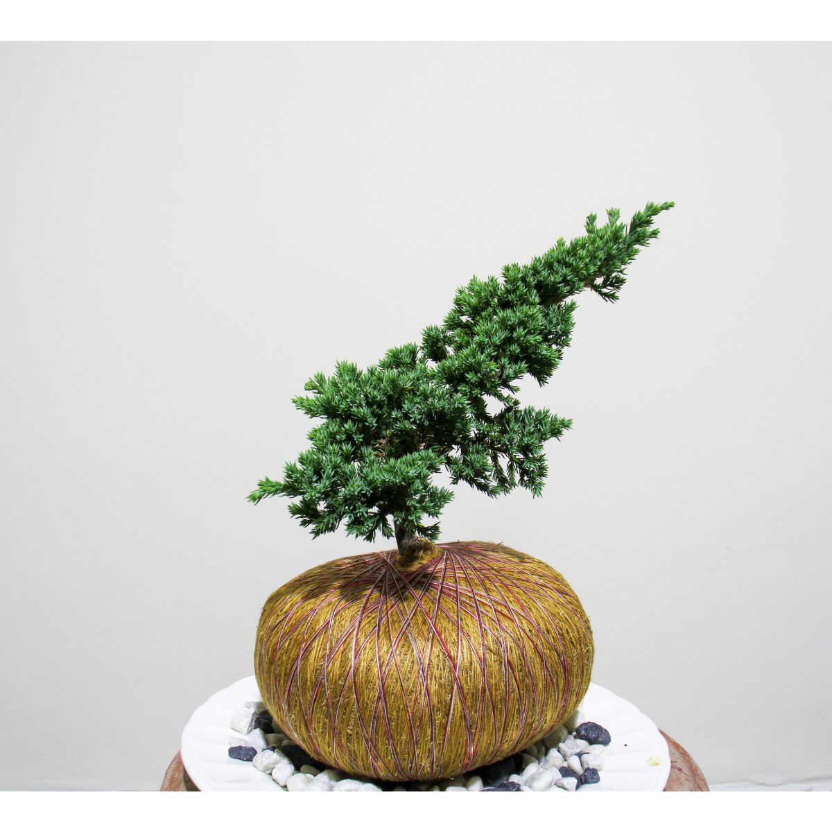 Kokedama Pino Rastrero Mini – Estilo Bonsái