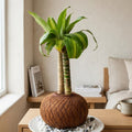 Kokedama Tronquito del Brasil