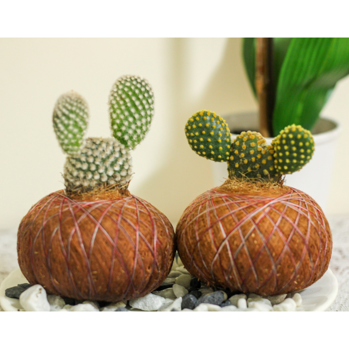 Kokedama Cactus Orejas de Mickey – Edición Artesanal