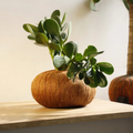 Kokedama de Jade Macho – Árbol lleno de vida y belleza