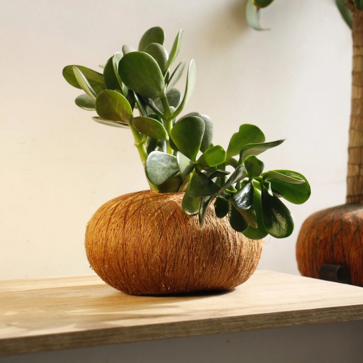 Kokedama de Jade Macho – Árbol lleno de vida y belleza