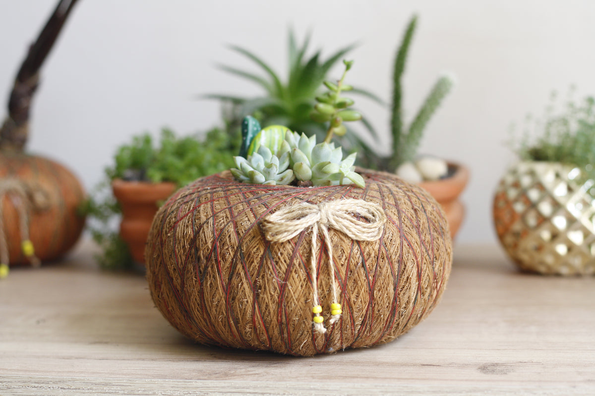 Terrario de Suculentas en Kokedama – Micro-Oasis Artesanal