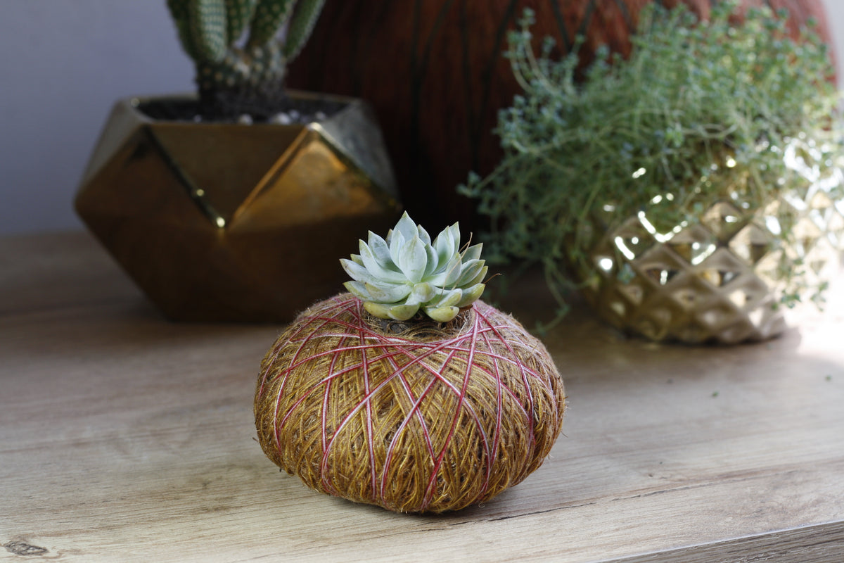 Combo Duo: Kokedama Cactus Mickey + Kokedama Suculenta