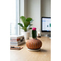 Kokedama de Cactus Coreano – Diseño artesanal
