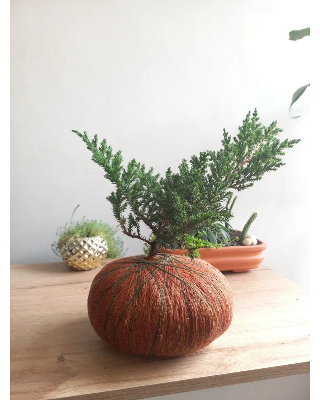 Kokedama Pino Rastrero Mini – Estilo Bonsái