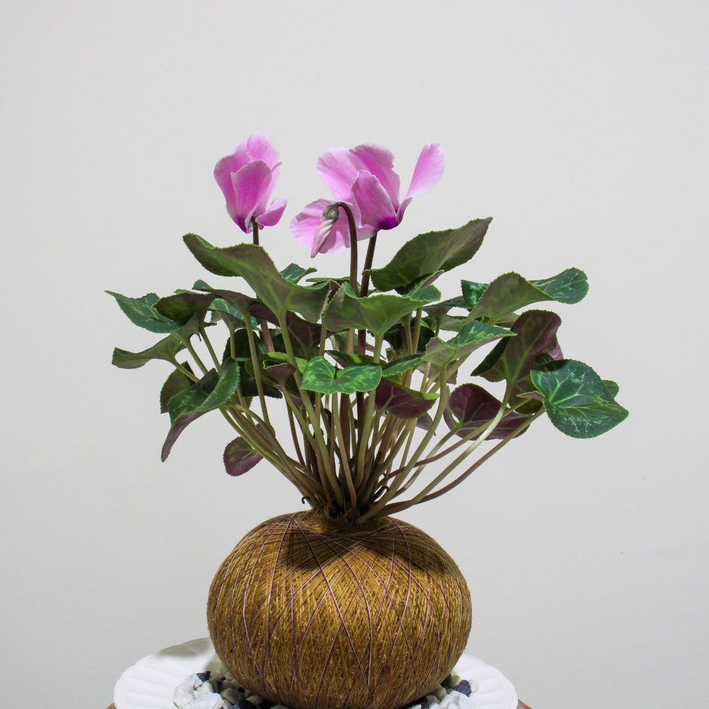 Violeta de los Alpes en Kokedama (Cyclamen persicum)