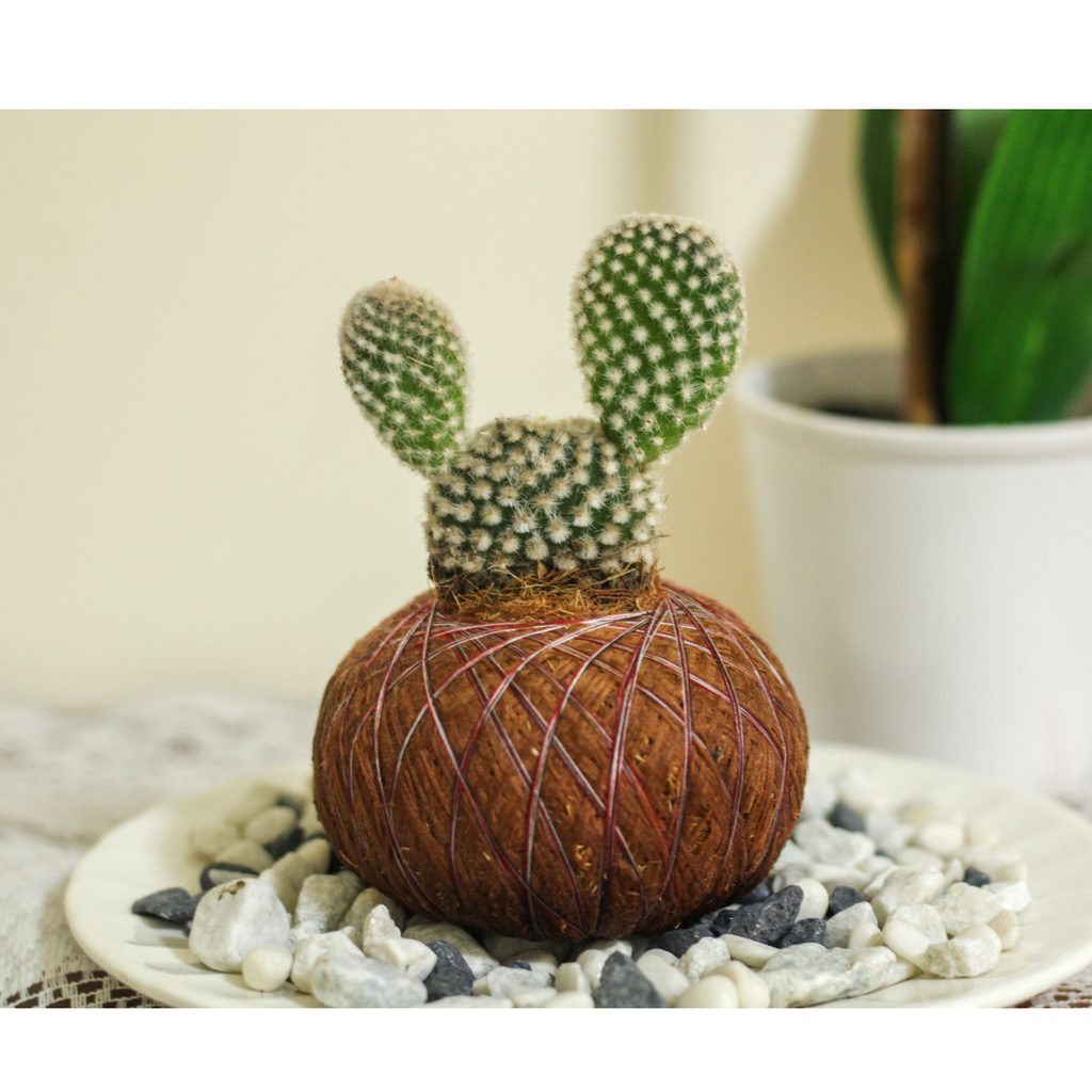 Kokedama Cactus Orejas de Mickey – Edición Artesanal